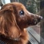 画像 元保護犬♡ニノとリオンのHappyLifeのユーザープロフィール画像