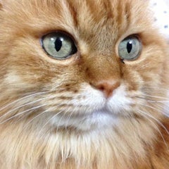 Rのプロフィール