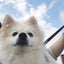 ぽんのサムネイル