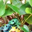 画像 baybaby-frogのブログのユーザープロフィール画像
