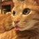 猫と一緒でにゃんダフルライフ。