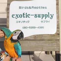 サプライ エキゾチック 関西（大阪）でレオパを購入できるオススメの爬虫類店は、エキゾチックサプライ！