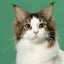 画像 猫と緑のピュアエールのユーザープロフィール画像