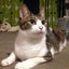 画像 キジ白猫 たま美さんのユーザープロフィール画像