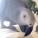 とりたまヨウム