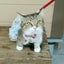 画像 我が家のアイドル　EKS 3旅猫三匹の毎日のユーザープロフィール画像