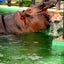 カバかぁちゃんのサムネイル