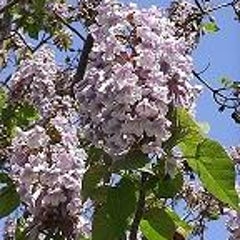 桐の花のプロフィール