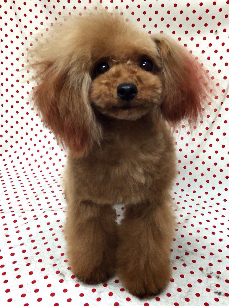 ご新規様限定 カットモデル犬 大募集 トリミングサロン H Pure えいちぴゅあ 枚方店