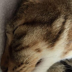 cyappisanのプロフィール
