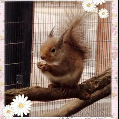 りりこのプロフィール