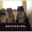 画像 ３匹の猫様達との暮らしのユーザープロフィール画像