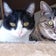 留守番ねこ アンとハナのブログ