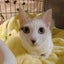 画像 ピースにゃんこ函館＠うめこ　行き場の無い犬猫たちの里親探しのユーザープロフィール画像