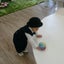 にゃんこのサムネイル