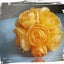 画像 海の宝もの 貝殻・ナミマガシワ＆ シーグラス　ときどき闘病日記のユーザープロフィール画像