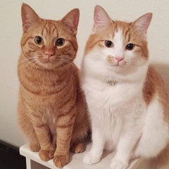 手作りハンモック 一人暮らし喪女が猫と暮らす日々 手作りハンモック 一人暮らし喪女が猫と暮らす日々