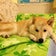 癒し系♡柴犬やまポの散歩みち彡