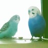 プリィのプロフィール