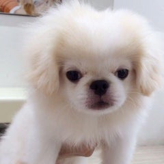 やすべーのプロフィール