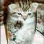画像 さすらいノラ猫の足跡のユーザープロフィール画像