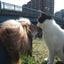 画像 小さな命との共生を考える会～江戸川区の猫活動日記☆のユーザープロフィール画像