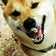 忍び柴犬❤むらさき