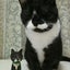 画像 猫とお菓子日記のユーザープロフィール画像