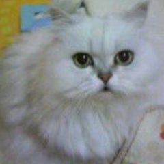 チャロわんにゃんペットシッターのプロフィール