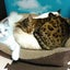 猫カフェ　にゃーにゃーにゃーのサムネイル