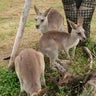 グルメと観光岡山ちゃぼこの生涯のプロフィール