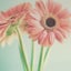 画像 明石市の誕生花セラピーLiccA～自分らしく花咲くために～のユーザープロフィール画像