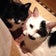 ゆあ家の2ニャンズ ろくみー