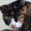 画像 野良猫たらしのブログのユーザープロフィール画像