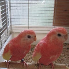 拡散希望 笑 ピンク色のセキセイインコか Tfc の東京アキクサインコ飼育日記 拡散希望 笑 ピンク色のセキセイインコか Tfc の東京アキクサインコ飼育日記