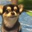 きにゃこえるのサムネイル