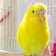 黄色いセキセイと、時々ダンスィ～ず