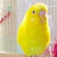 もこのサムネイル