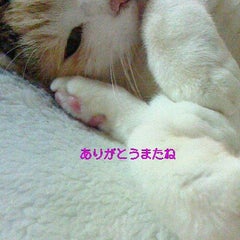 悲しいクローンの君は誰のプロフィール