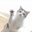 たかーにゃのサムネイル