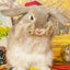 リキのサムネイル