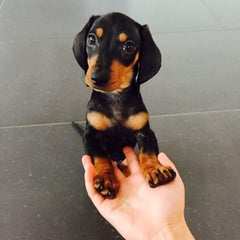 オランダで犬を飼う うちにパピーがやって来た Mikoのオランダ暮らし