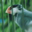 PATAのサムネイル