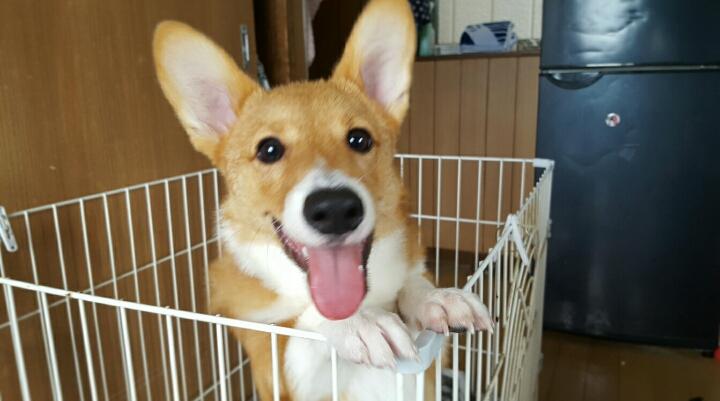 ﾊﾁﾐﾂｸﾝ