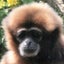 butaniku50のサムネイル
