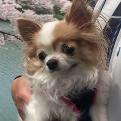 小麦のプロフィール