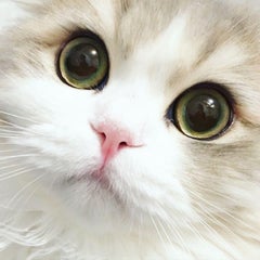 うたまるのプロフィール