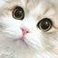 画像 猫とグリーンと暮らす家／うたまるオフィシャルブログのユーザープロフィール画像
