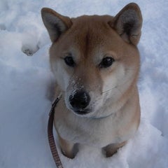 おのおのだのプロフィール