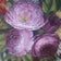 painting atelier M's Rose